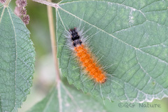 Spilarctia nydia