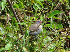 Granatina ianthinogaster