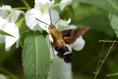 Macroglossum bombylans