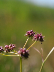 Oenanthe peucedanifolia