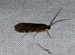 Polycentropodidae