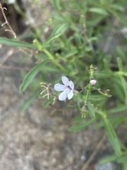 Endostemon tenuiflorus