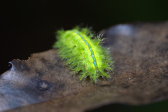 Quasithosea obliquistriga