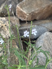 Endostemon tenuiflorus