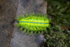 Quasithosea obliquistriga