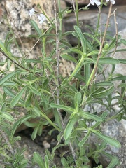 Endostemon tenuiflorus