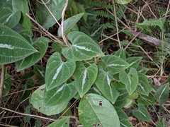 Dioscorea dodecaneura