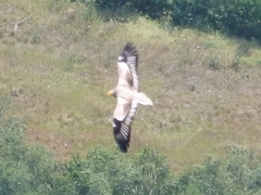 Neophron percnopterus