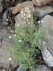 Endostemon tenuiflorus