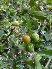 Malpighia emarginata