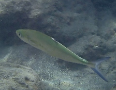 Scomberoides lysan