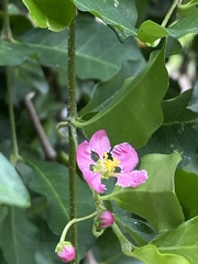 Malpighia emarginata