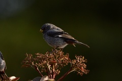 Catamenia analis