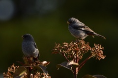 Catamenia analis
