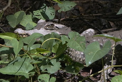Caiman crocodilus