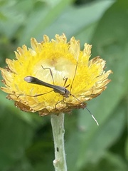 Enchoptera apicalis