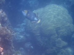 Balistoides viridescens