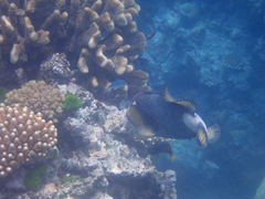 Balistoides viridescens