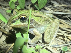 Ranoidea alboguttata