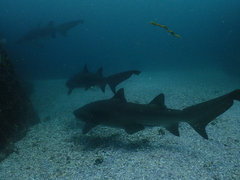 Carcharias taurus