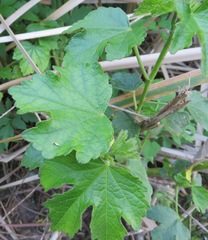 Hibiscus diversifolius