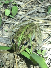 Ranoidea alboguttata