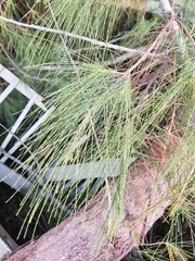 Casuarina equisetifolia