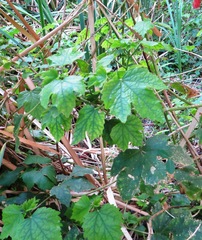 Hibiscus diversifolius