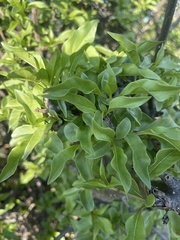 Rotheca wildii