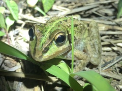 Ranoidea alboguttata