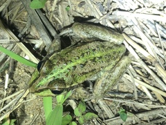 Ranoidea alboguttata