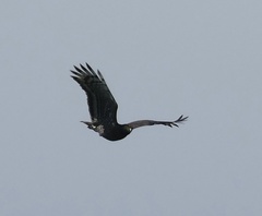 Spilornis rufipectus