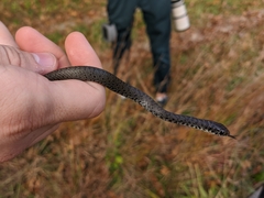 Coluber constrictor constrictor