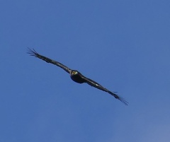 Spilornis rufipectus