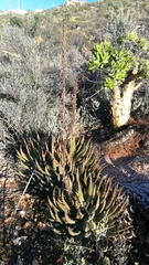 Aloe melanacantha