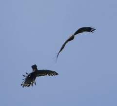 Spilornis rufipectus