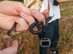 Coluber constrictor constrictor