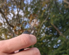 Coluber constrictor constrictor