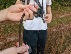 Coluber constrictor constrictor