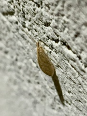 Hemerobius
