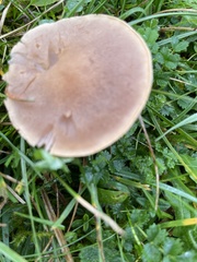 Lepista personata