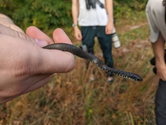 Coluber constrictor constrictor