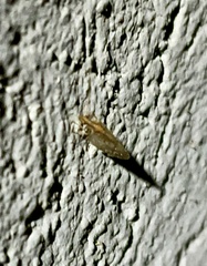 Hemerobius