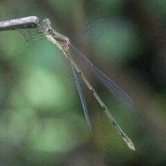 Lestes tenuatus
