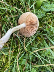 Lepista personata