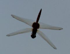 Tauriphila australis