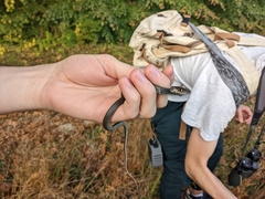 Coluber constrictor constrictor