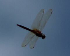 Tauriphila australis