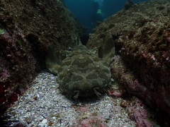 Orectolobus maculatus