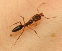 Odontomachus ruginodis